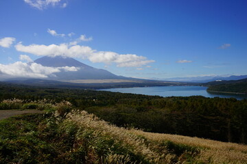 Fototapeta premium Autumn view with Japanese Pampas Grass or Susuk over Mt. Fuji in Yamanashi, Japan - 日本 山梨県 秋の景色 富士山 山中湖