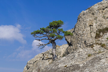 Relict pine on a steep rock slope against a blue sky.