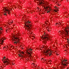 Dahlia red flowers seamless pattern. Beautiful red dahlia flowers. 