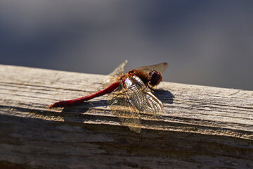 Libellulidae, red male Sympetrum sanguineum or ruddy darter dragonfly on background of old wood