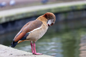 Egyptian goose near to the water