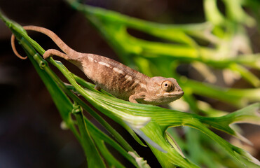 Panther Chameleon .
This is a brightly colored species of reptile lizards that live in the tropical...