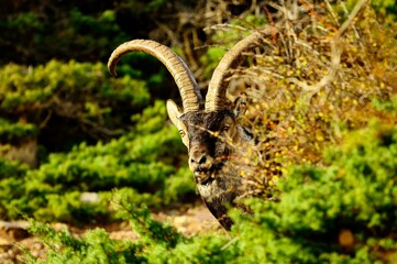 Capra pyrenaica or mountain goat. Iberian ibex, male specimen.