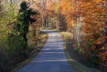 Fototapeta na wymiar Scenic panoramic landscape with gravel rural road and forest on a sunny autumn day. Photo taken November 12th, 2021, Zurich, Switzerland.
