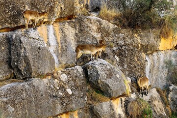 Family of Capra pyrenaica or Mountain goat. Iberian ibex.