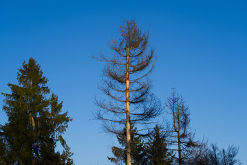 Beautiful autumn tree at local mountain Uetliberg on a sunny afternoon. Photo taken November 12th, 2021, Zurich, Switzerland.