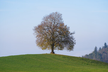 Single beautiful autumn tree on a hill on a sunny autumn day with foggy background. Photo taken November 12th, 2021, Zurich, Switzerland.