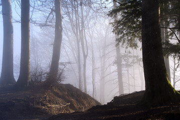 Scenic autumn scene with trees and forest at region Uetliberg Albis, Canton Zürich, on a sunny and...