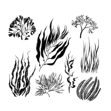 Collection of seaweed. Drawn in black ink, brush texture.