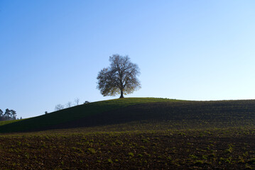 Single beautiful autumn tree on a hill on a sunny autumn day with foggy background. Photo taken November 12th, 2021, Zurich, Switzerland.
