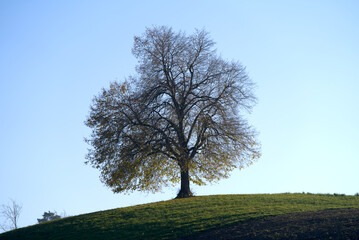 Single beautiful autumn tree on a hill on a sunny autumn day with foggy background. Photo taken November 12th, 2021, Zurich, Switzerland.