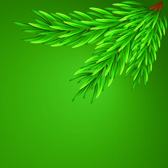 Green lush spruce branch. Spruce branches
