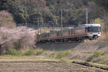 Obraz premium Japanese train running countryside with cherry blossom in full bloom
