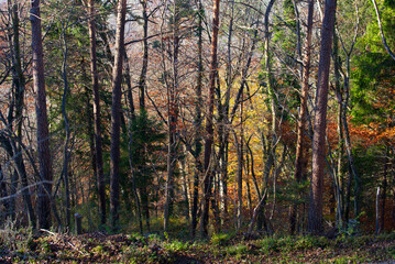 Scenic autumn scene with trees and forest at region Uetliberg Albis, Canton Zürich, on a sunny and foggy autumn afternoon. Photo taken November 12th, 2021, Zurich, Switzerland.