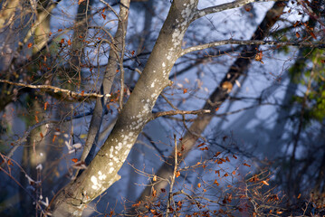 Beautiful autumn tree at local mountain Uetliberg on a sunny afternoon. Photo taken November 12th, 2021, Zurich, Switzerland.