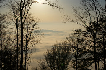 Scenic autumn scene with trees and forest at region Uetliberg Albis, Canton Zürich, on a sunny and foggy autumn afternoon. Photo taken November 12th, 2021, Zurich, Switzerland.