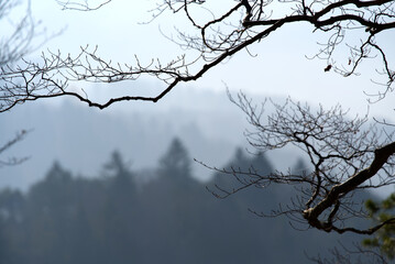 Scenic autumn scene with trees and forest at region Uetliberg Albis, Canton Zürich, on a sunny and foggy autumn afternoon. Photo taken November 12th, 2021, Zurich, Switzerland.