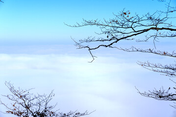 Panorama with silhouettes of trees and sea of fog seen from local mountain Uetliberg at Canton Zürich on a sunny autumn day. Photo taken November 12th, 2021, Zurich, Switzerland.