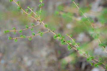 Young Spring green buds on the tree branches. Springtime seasonal macro close up
