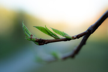 Young Spring green buds on the tree branches. Springtime seasonal macro close up