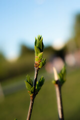 Young Spring green buds on the tree branches. Springtime seasonal macro close up