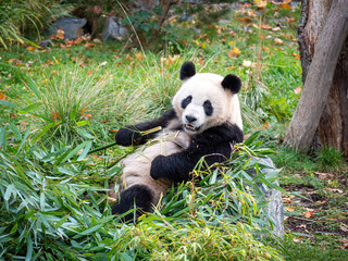 Cute Panda Life in Park with close up view during eating