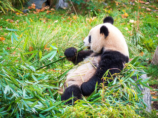 Fototapeta na wymiar Cute Panda Life in Park with close up view during eating