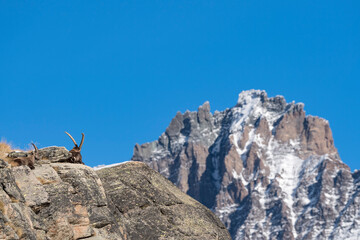 Ibexes on the rock with Grivola peak on background (Capra ibex)