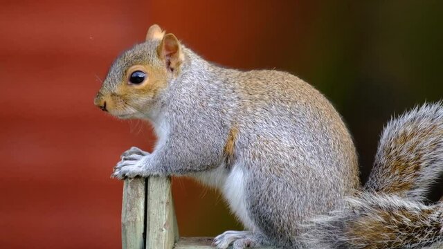 The eastern gray squirrel, also known as simply the grey squirrel, is a tree squirrel in the genus Sciurus. It is native to eastern North America.