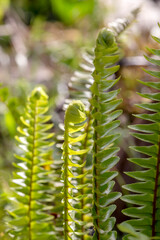 The fern (Polypodiophyta) grows in a flowerbed on a sunny spring day