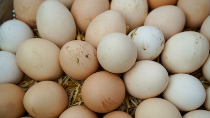 3 June World egg day,  eggs collection desi hen eggs, Eggs isolated
