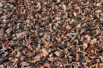 Background and texture of yellow old autumn leaves