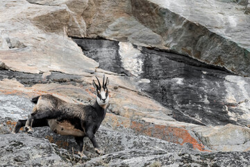 Wonderful portrait of chamois female on the rock (Rupicapra rupicapra)