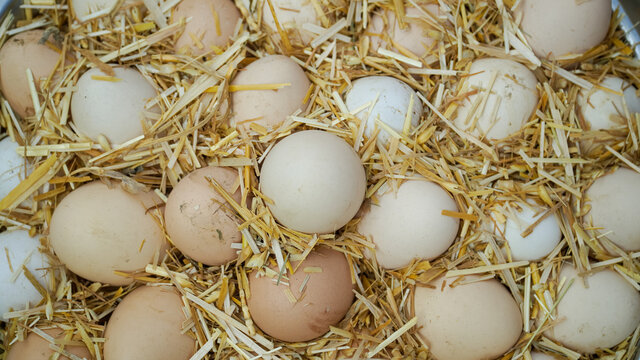 3 June World egg day,  eggs collection desi hen eggs, Eggs isolated
