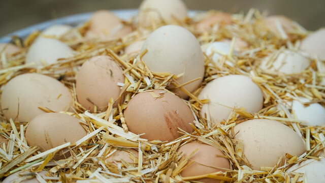 3 June World egg day,  eggs collection desi hen eggs, Eggs isolated