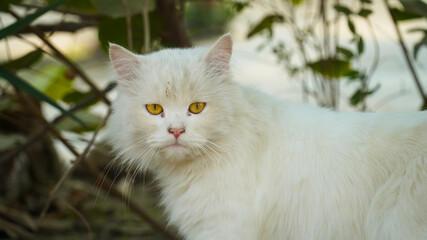 cat portrait, white cat eye closeup