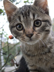 Obraz premium close up of cat