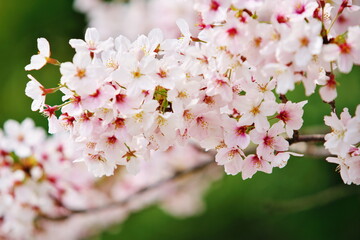 Obraz premium 春のお城の桜模様