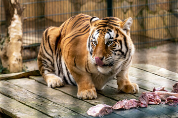 
wild animals, lion,tiger,deer,gazelle,ducks,lama