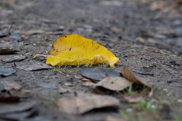 Jesienne żółte liście
