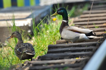 Mallard Duck. A pair of birds, male and female, sitting on the railroad tracks between the rails....