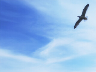 Seagull flying in the sky