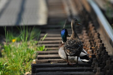 Mallard Duck. A pair of birds, male and female, sitting on the railroad tracks between the rails....