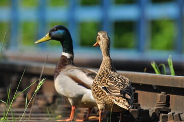 Naklejka na ściany i meble Mallard Duck. A pair of birds, male and female, sitting on the railroad tracks between the rails. On the river, near the bridge and the river.