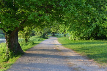 Celbridge park Ireland. Green trees.