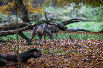 A grey wolf in the forest