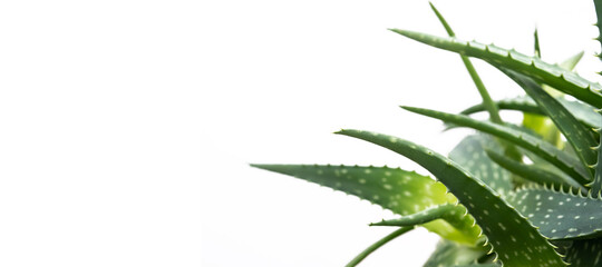 Aloe plant, selective focus. Aloe Vera leaf, closeup, space for text. Alternative medicine, organic cosmetic products.