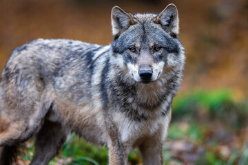 Naklejka na ściany i meble A grey wolf in the forest