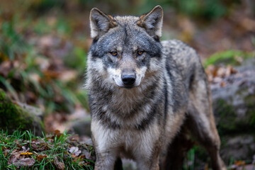 A grey wolf in the forest