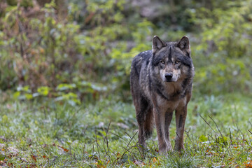Fototapeta premium A grey wolf in the forest